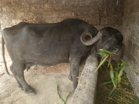 ભેંસ વેચવાની છે