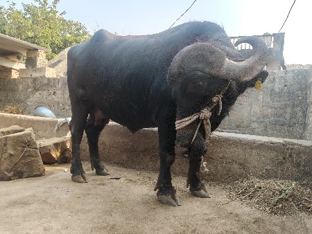 थंबनेल 3