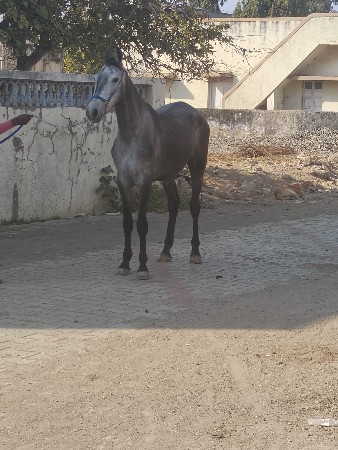 વછેરી છે