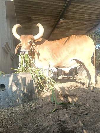 थंबनेल 2