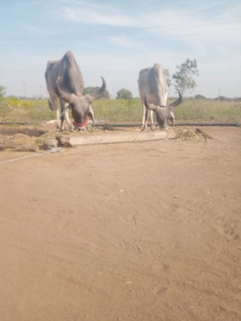 થંબનેલ 3