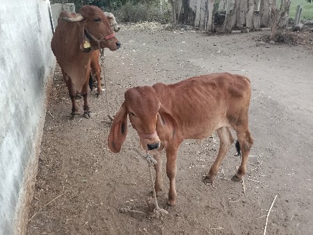 थंबनेल 3