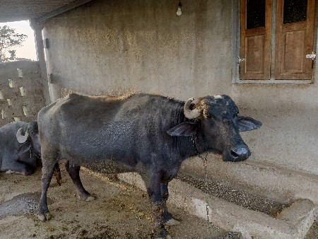 थंबनेल 3