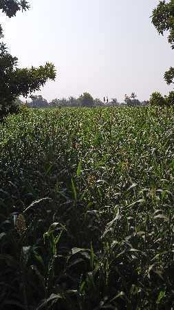 લીલી જુવાર વેચવાની સે