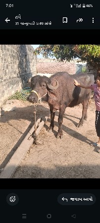 ત્રણ વર્ષની