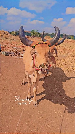 થંબનેલ 2