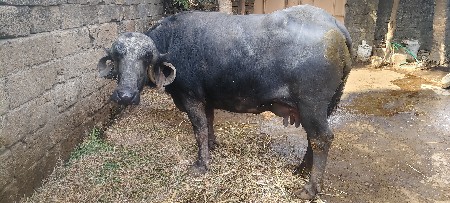 ભેંસ વેચવાની છે