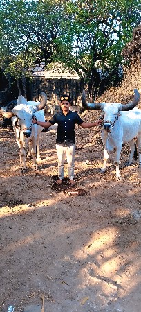 બળદ વેચવાના છે
