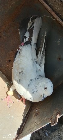 કબૂતર વેચવાના છે