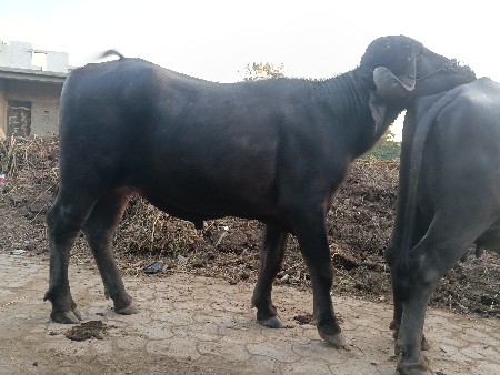 પાડો વેશવાનોછે