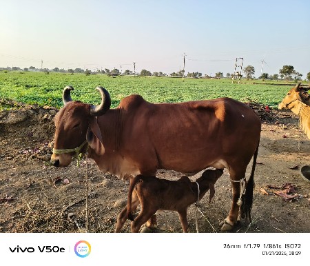 ગાય વેચવાની છે