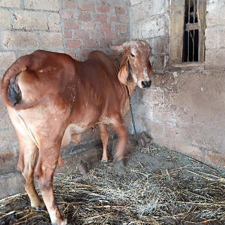 ગાય વેચવા ની છે