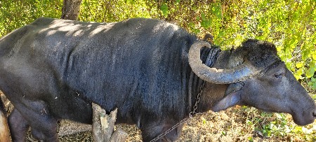 મેશ વેચવાની છે