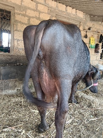 थंबनेल 3