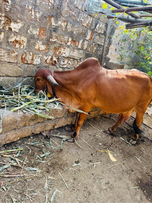 थंबनेल 2