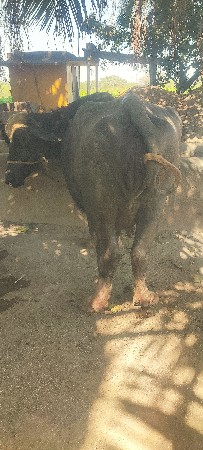 રામ શ્રી રામ પિઠીયા ગામ નગીચાણા