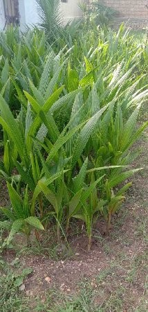 રોપા લેવા માટે કોન્ટેક્ટ કરો