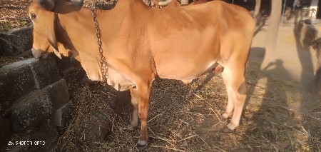 थंबनेल 3