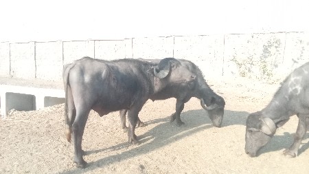 થંબનેલ 2