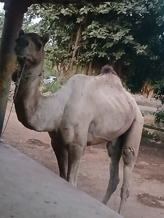 ઊટ વેસાવ છે