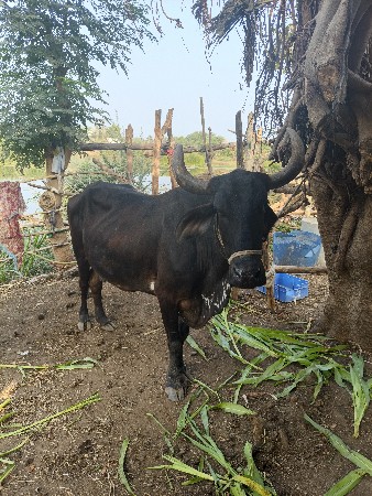 ત્રીજું વેતર ગાય વેચવા ની છે