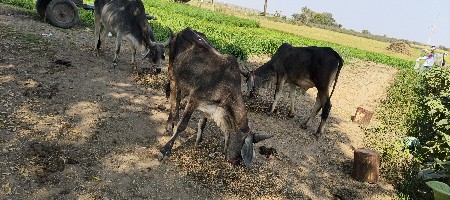 थंबनेल 2