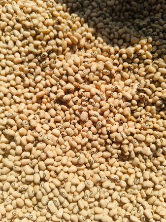 પુષા ફાલ્ગુની ચોળી નું બિયારણ