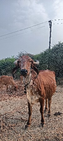 ગયા વેચવાની છે