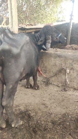 थंबनेल 2