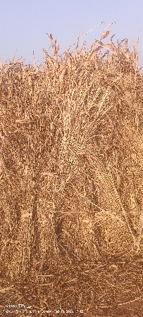 નીરણ વેચવાની છે