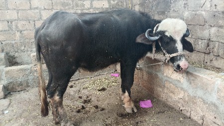 थंबनेल 2