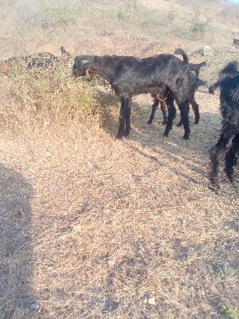 थंबनेल 3