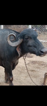 જાફરાબાદી ભેસ સે