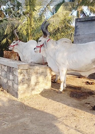 વઢીયારા