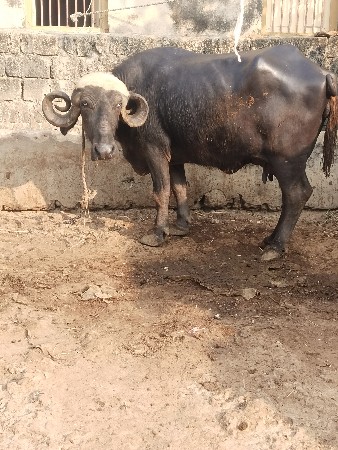 थंबनेल 1