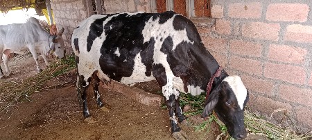 થંબનેલ 3