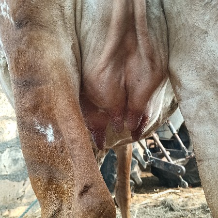 ગાય વેચવાની છે