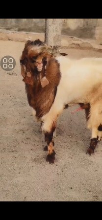 બે બકરા વેચવાના છે