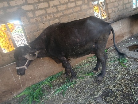 ભેંશ વેચવા ની છૅ