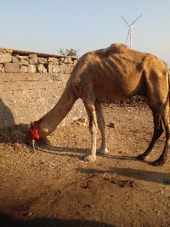 શાઢીયોવેચવાનો