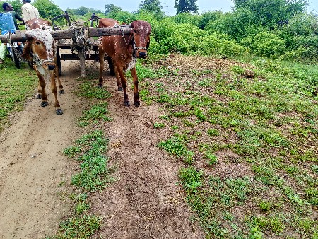 ગોઠલા વેચવાના છે