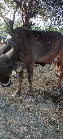 ગાય વેચવાની છે