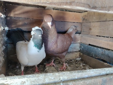 થંબનેલ 2