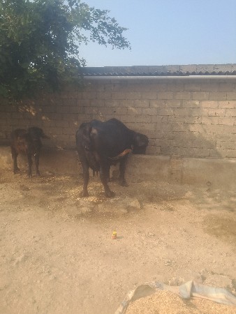 थंबनेल 3