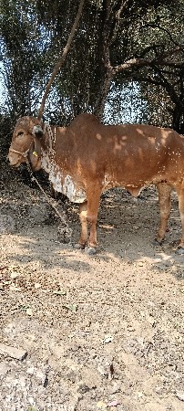 થંબનેલ 3