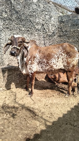 કાબરી ગાય વેચવાની છે