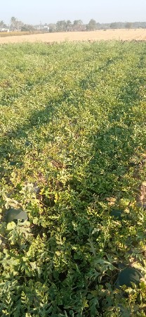 તરબૂચ વેચવાના છે