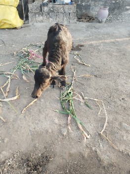 थंबनेल 3