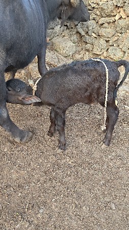 थंबनेल 5