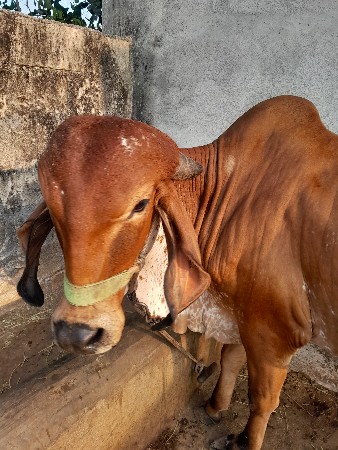 थंबनेल 2